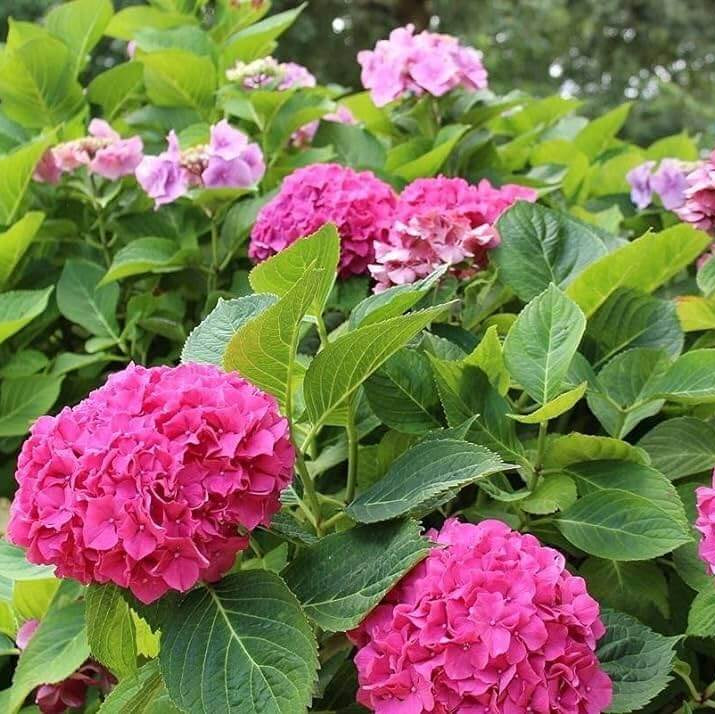 Ornamental Hydrangea plant