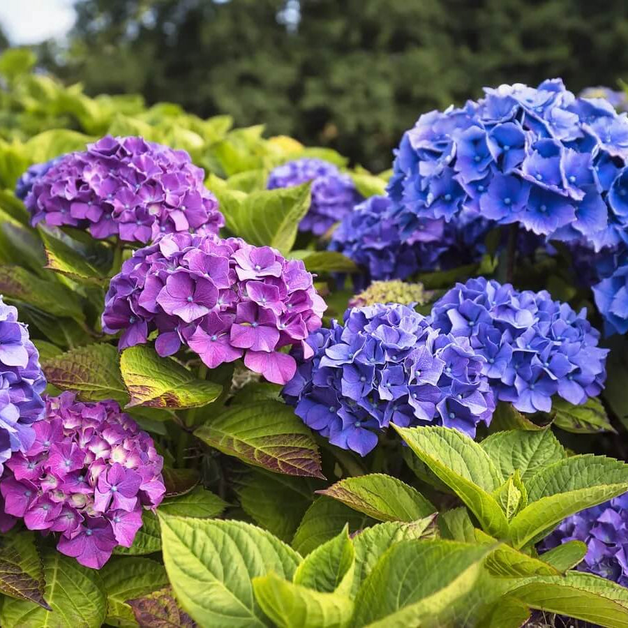 Ornamental Hydrangea plant