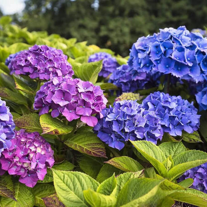 Ornamental Hydrangea plant