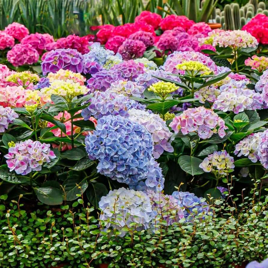 Ornamental Hydrangea plant