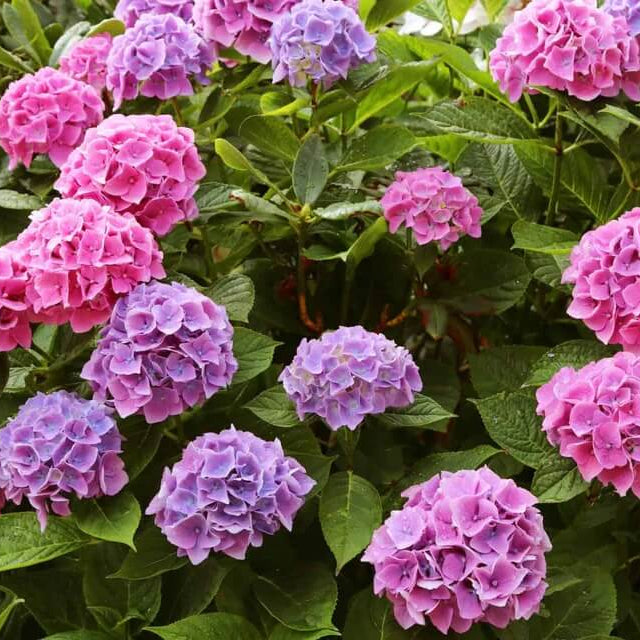 Ornamental Hydrangea plant