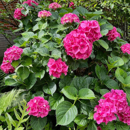 Ornamental Hydrangea plant