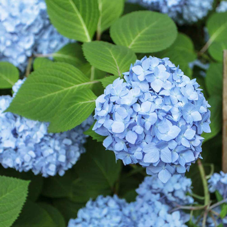 Ornamental Hydrangea plant