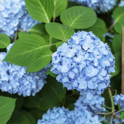 Ornamental Hydrangea plant