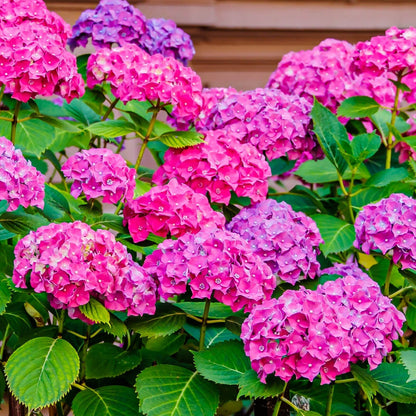 Ornamental Hydrangea plant