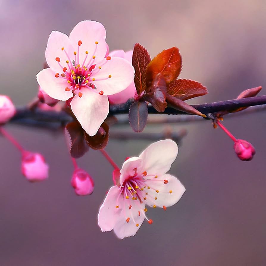 Ornamental Japanese Cherry plant