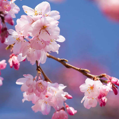 Ornamental Japanese Cherry plant