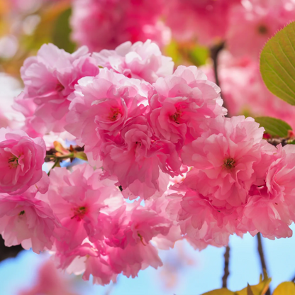 Ornamental Japanese Cherry plant