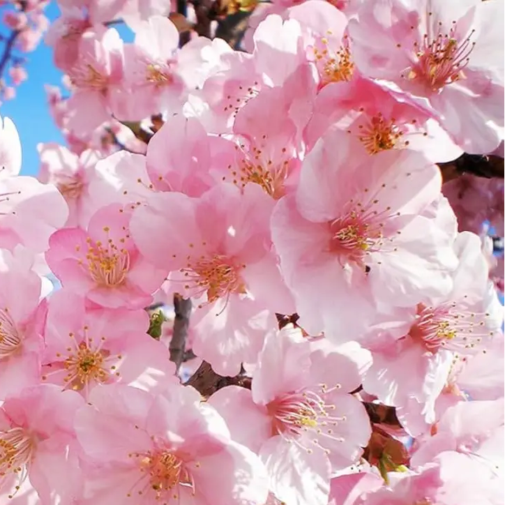 Ornamental Japanese Cherry plant