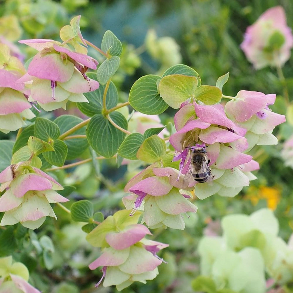 Ornamental Oregano plant