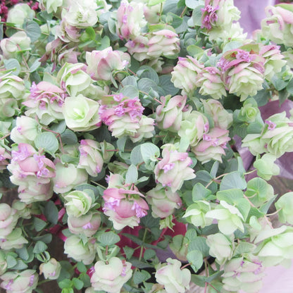 Ornamental Oregano plant