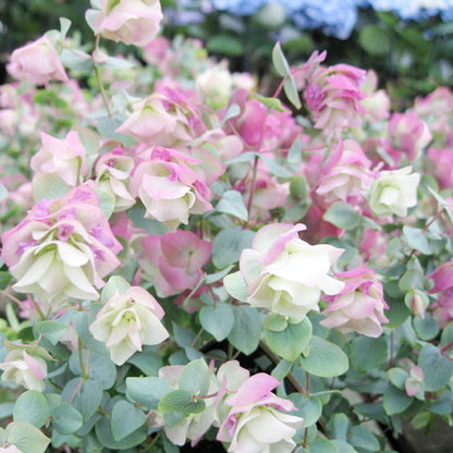 Ornamental Oregano plant