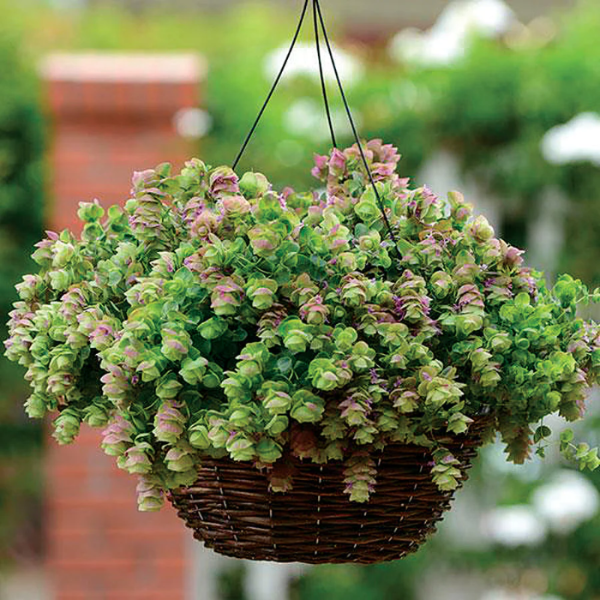 Ornamental Oregano plant