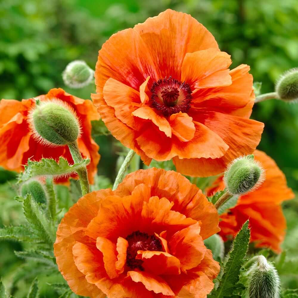 Ornamental Poppy plant