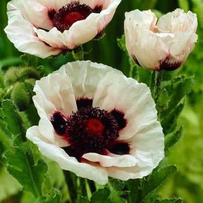 Ornamental Poppy plant