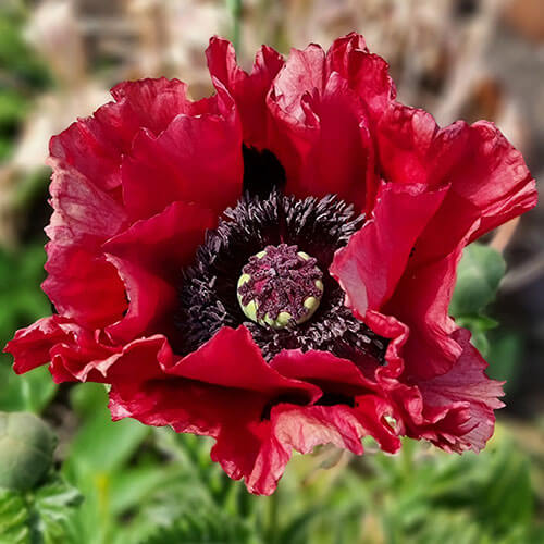 Ornamental Poppy plant