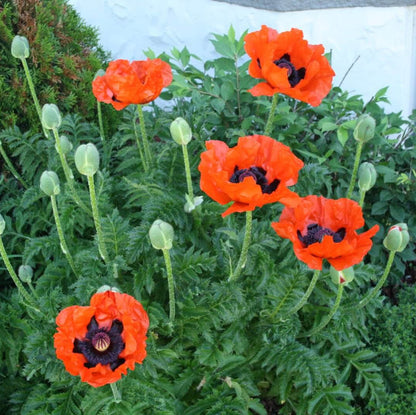 Ornamental Poppy plant
