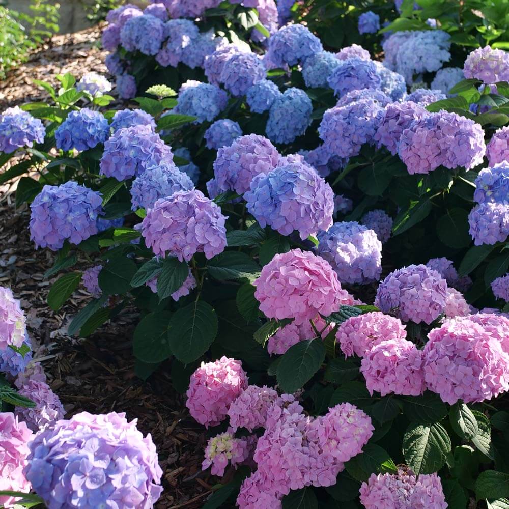 Ornamental Shrubs plant