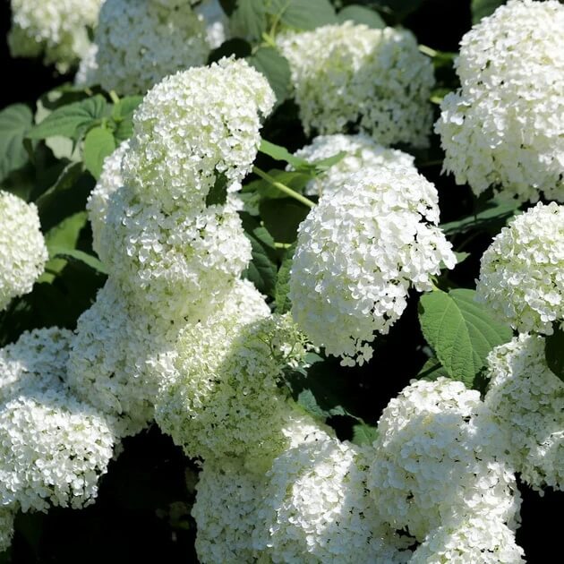 Ornamental Shrubs plant