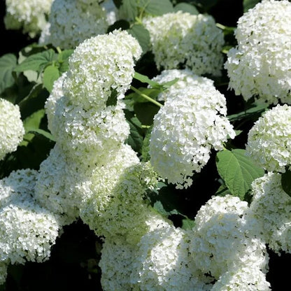 Ornamental Shrubs plant