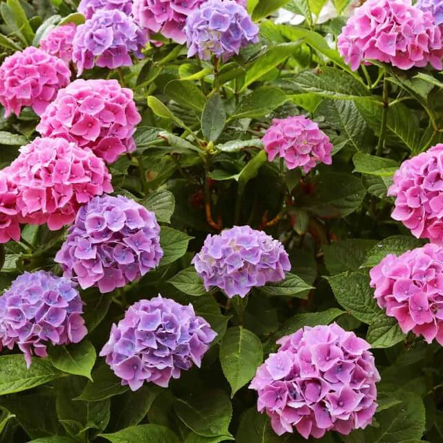 Ornamental Shrubs plant