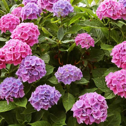 Ornamental Shrubs plant