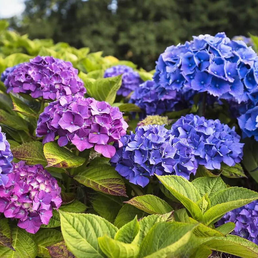 Ornamental Shrubs plant