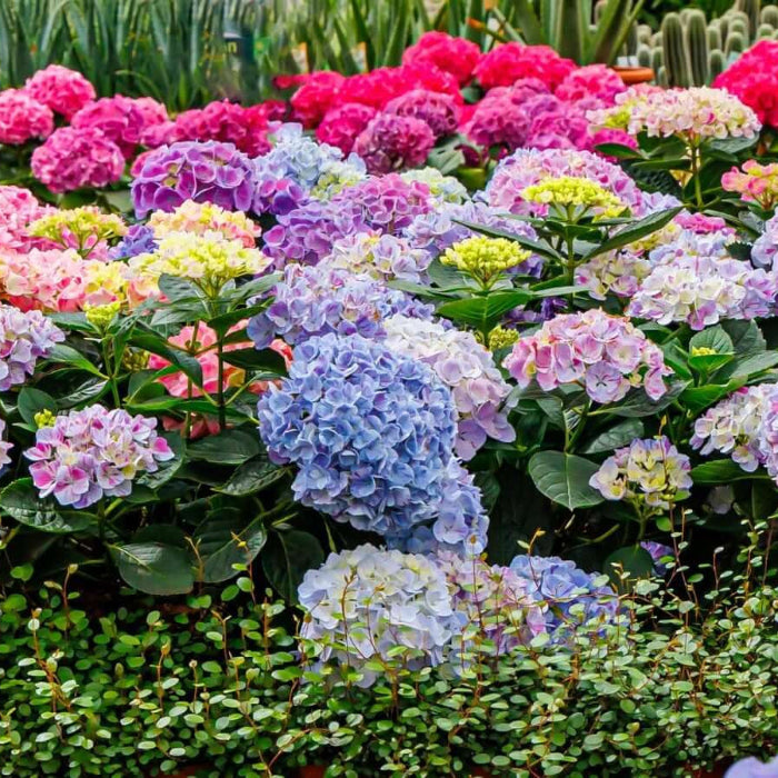 Ornamental Shrubs plant