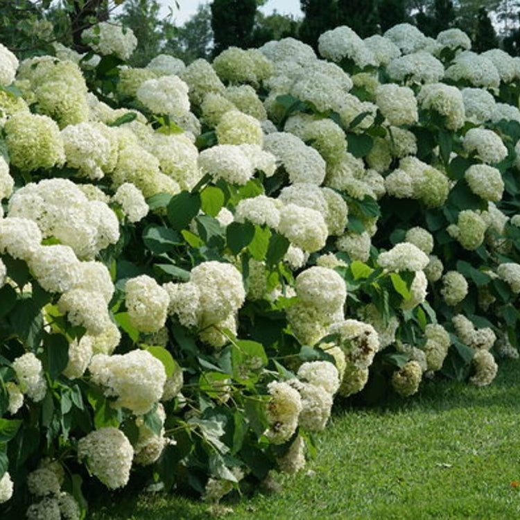 Ornamental Shrubs plant