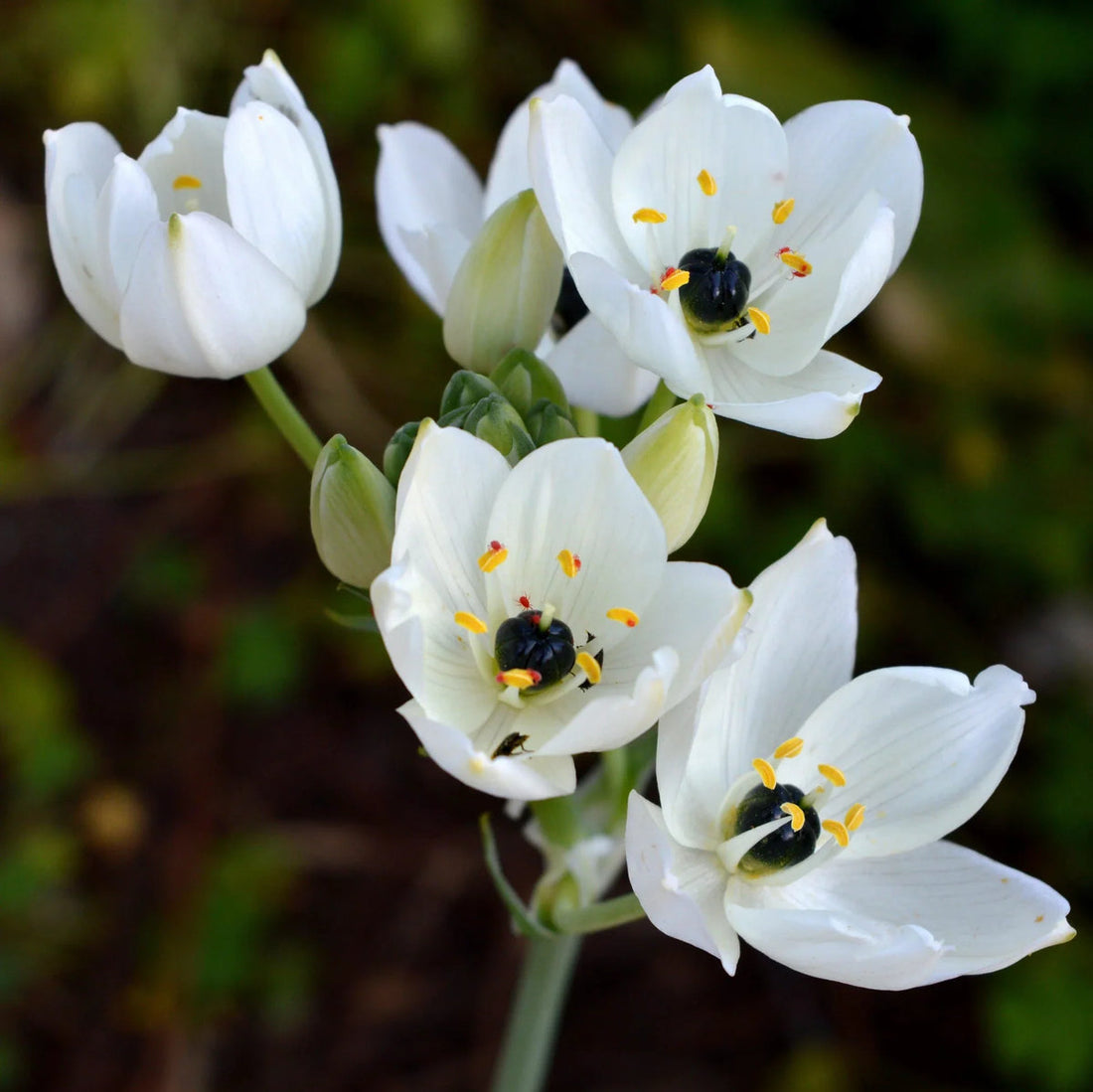 Star Of flower seeds