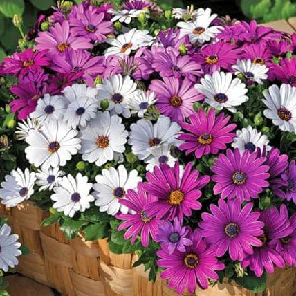 Osteospermum African Daisy plant