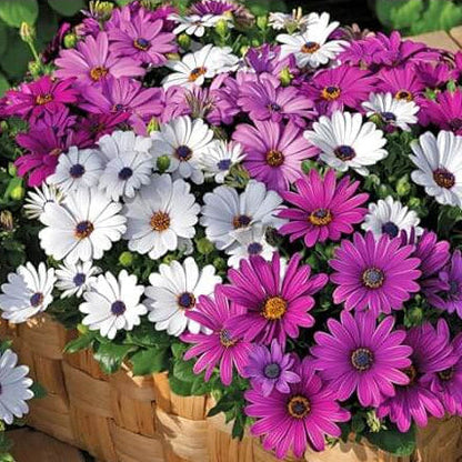 Osteospermum African Daisy plant