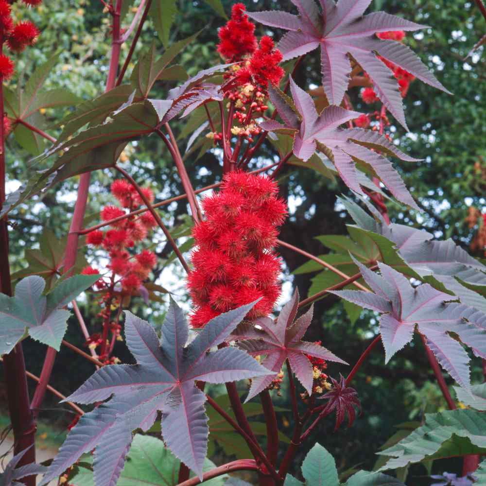 Castor flower seeds