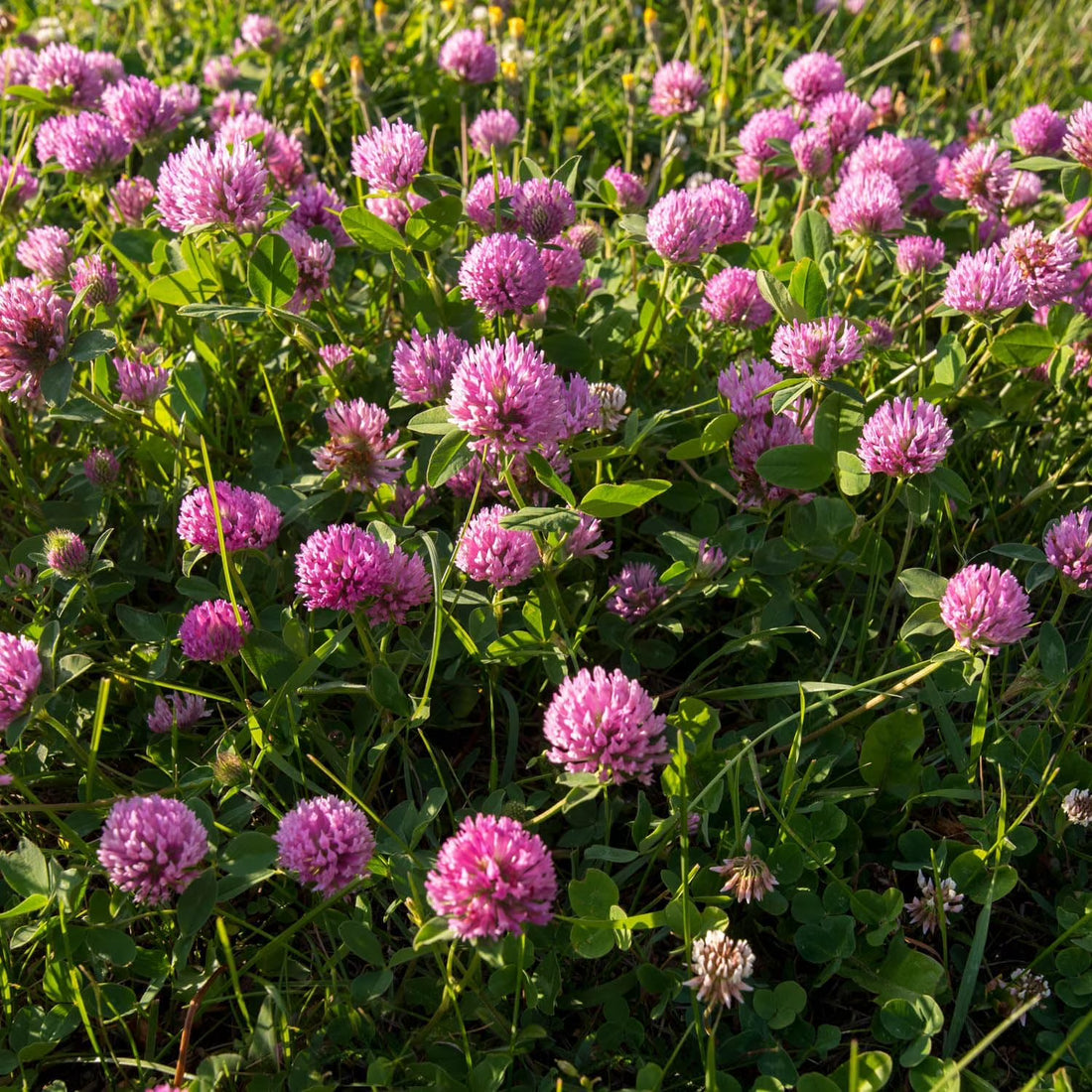 Clover flower seeds
