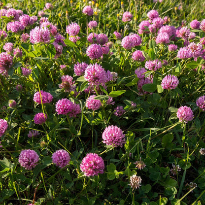 Clover flower seeds