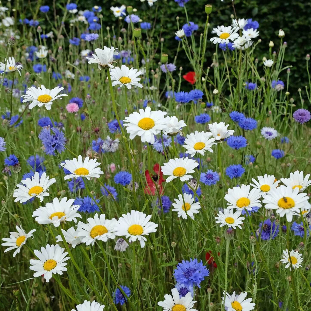 Ox Eye Daisy plant