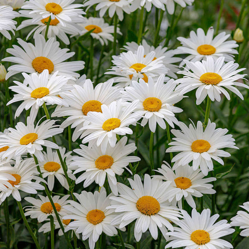 Ox Eye Daisy plant