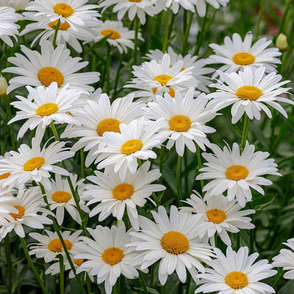 Ox Eye Daisy plant