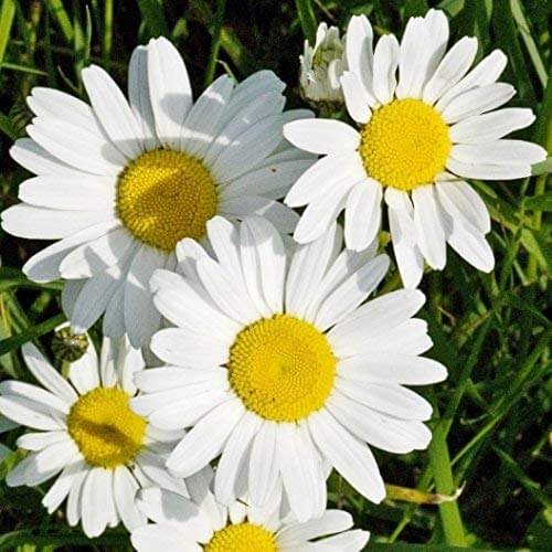 Ox Eye Daisy plant