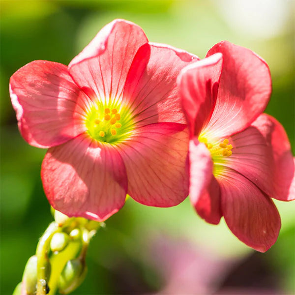 Oxalis Iron Cross Flower Seeds for Planting – Heirloom Non-GMO Garden Seeds