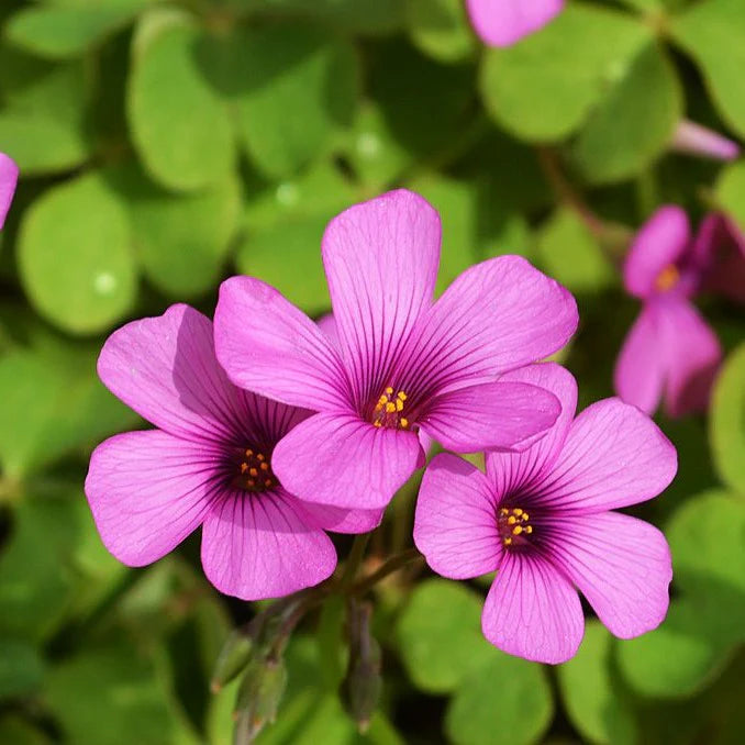Oxalis flower seeds
