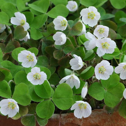 Acetosella oxalis plant