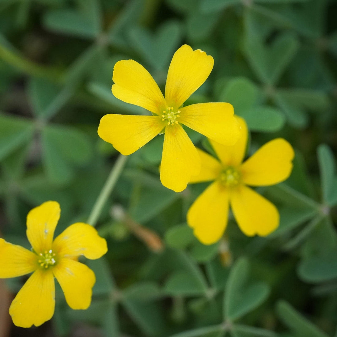 Yellow Oxalis flower seeds