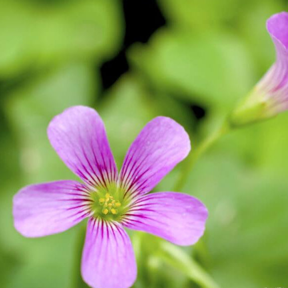 Corymbosaoxalis plant