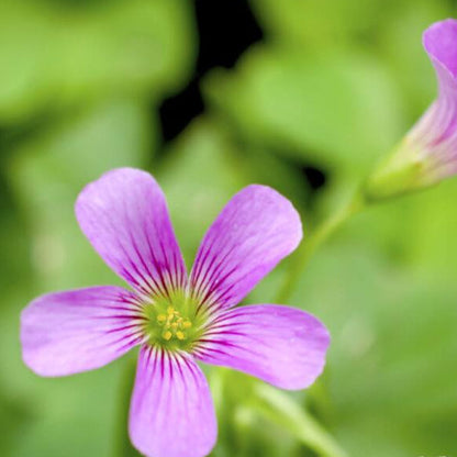 Corymbosaoxalis plant