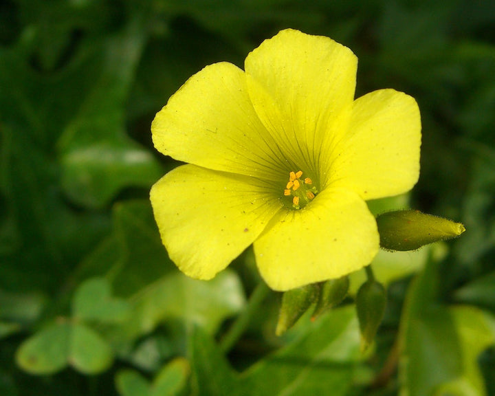 Yellow Bermuda flower seeds