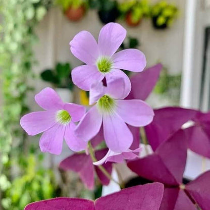 Oxalis Triangularis plant