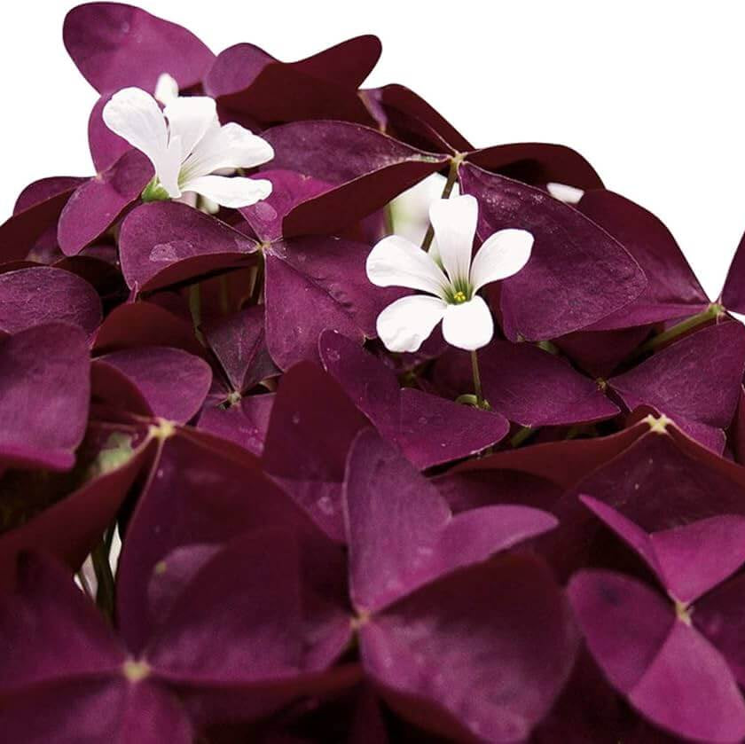 Oxalis Triangularis plant