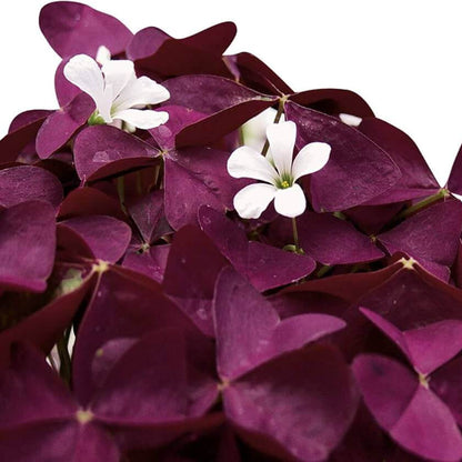 Oxalis Triangularis plant