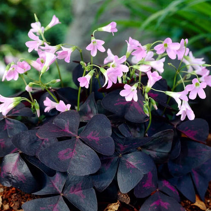 Oxalis Triangularis plant